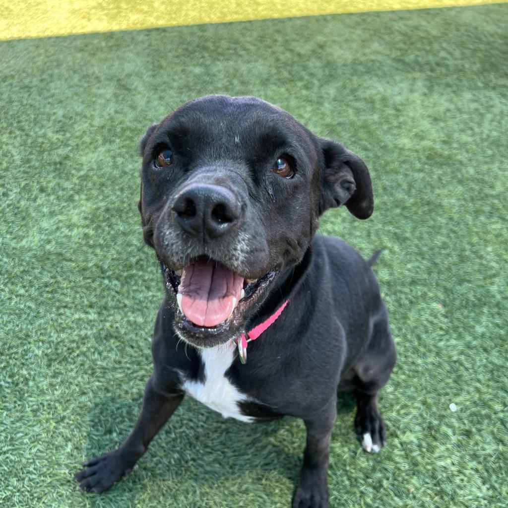 Enlarge Baby A2042233, a Adoptable mixed breed in San Antonio, TX image 2/6