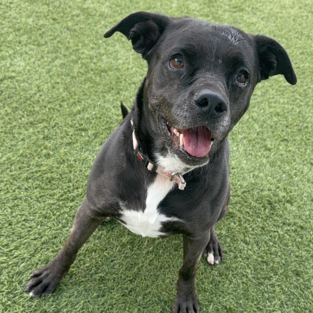 Enlarge Baby A2042233, a Adoptable mixed breed in San Antonio, TX image 4/6