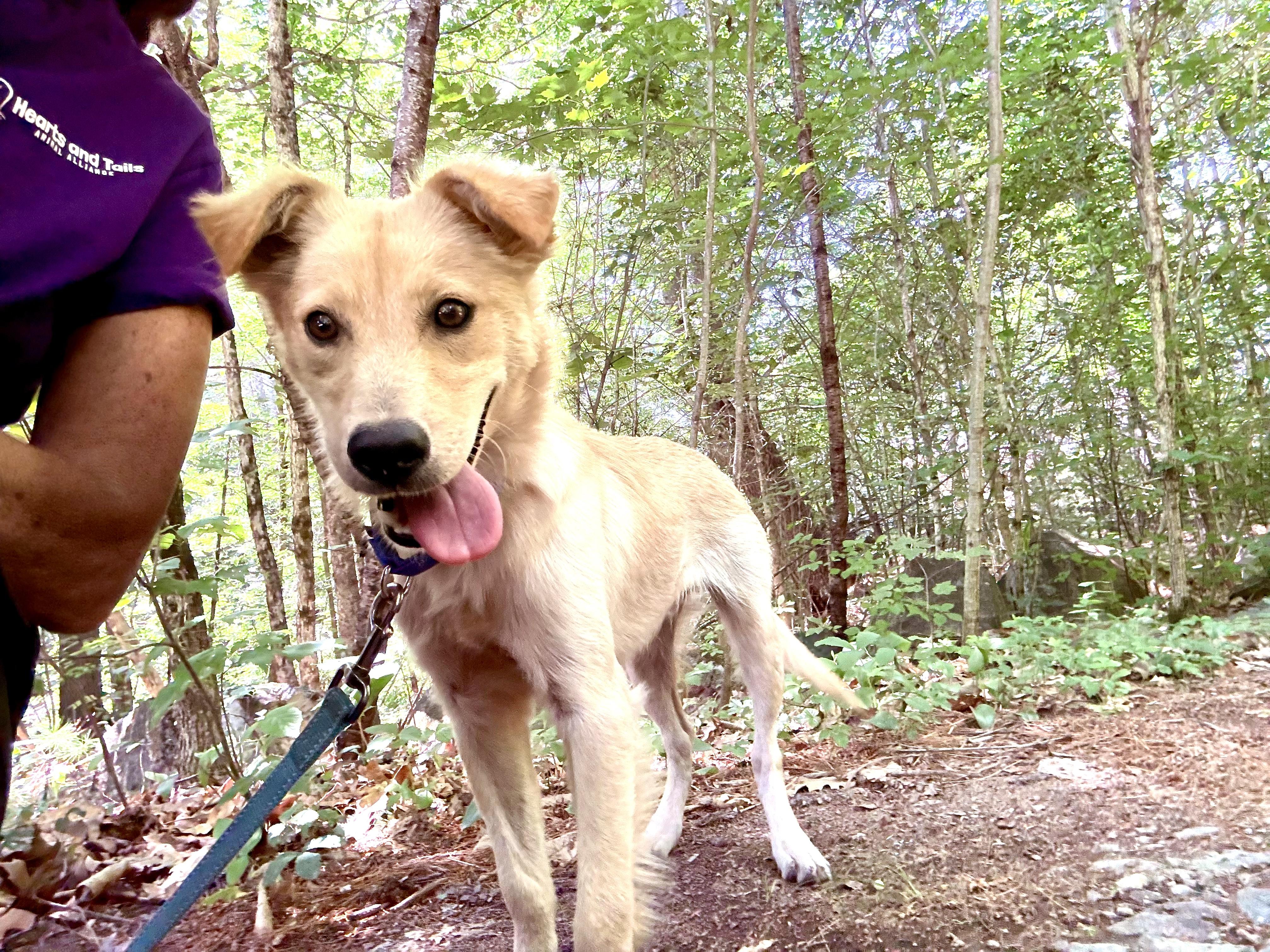 Liberty "Bertie", adopted, Puppy Male Shetland Sheepdog / Sheltie & Collie.