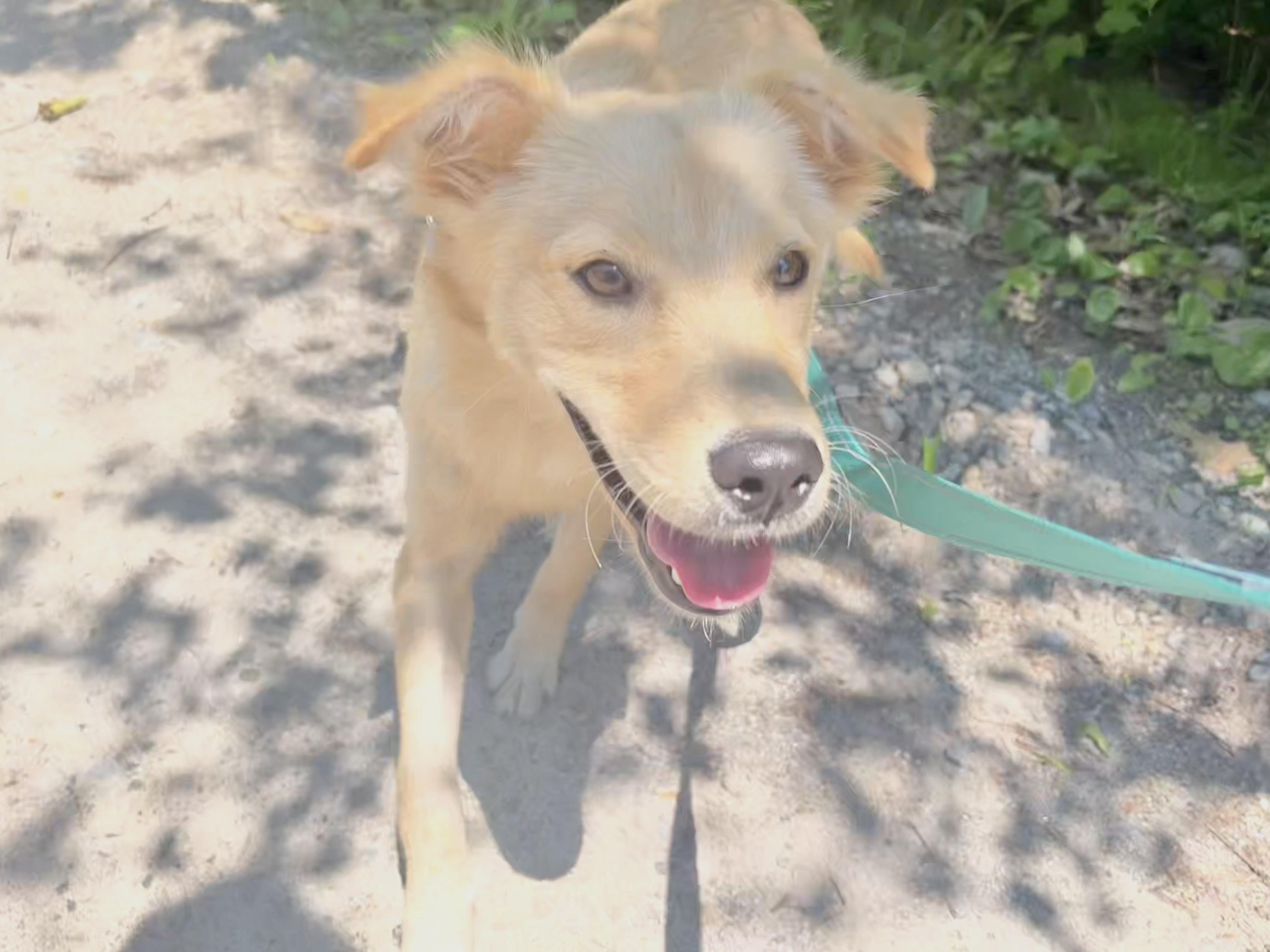 Liberty "Bertie", an adopted mixed breed in Weare, NH image 4/6
