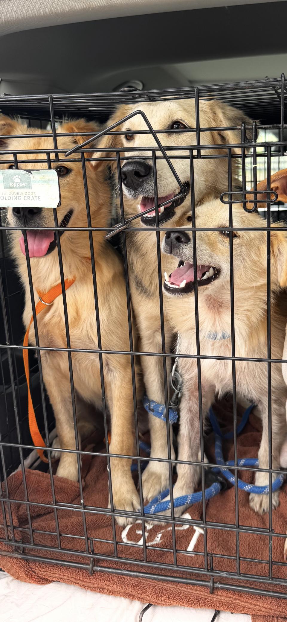 Liberty "Bertie", an adopted mixed breed in Weare, NH image 2/6