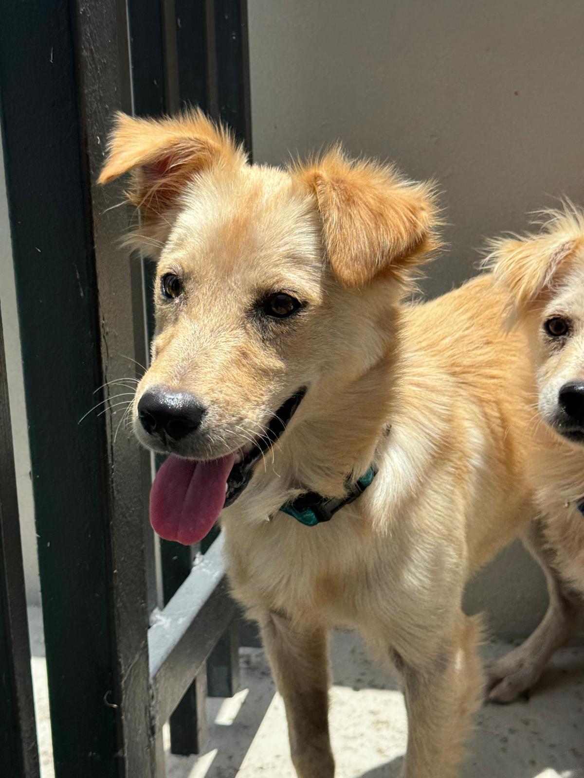 Liberty "Bertie", an adopted mixed breed in Weare, NH image 6/6