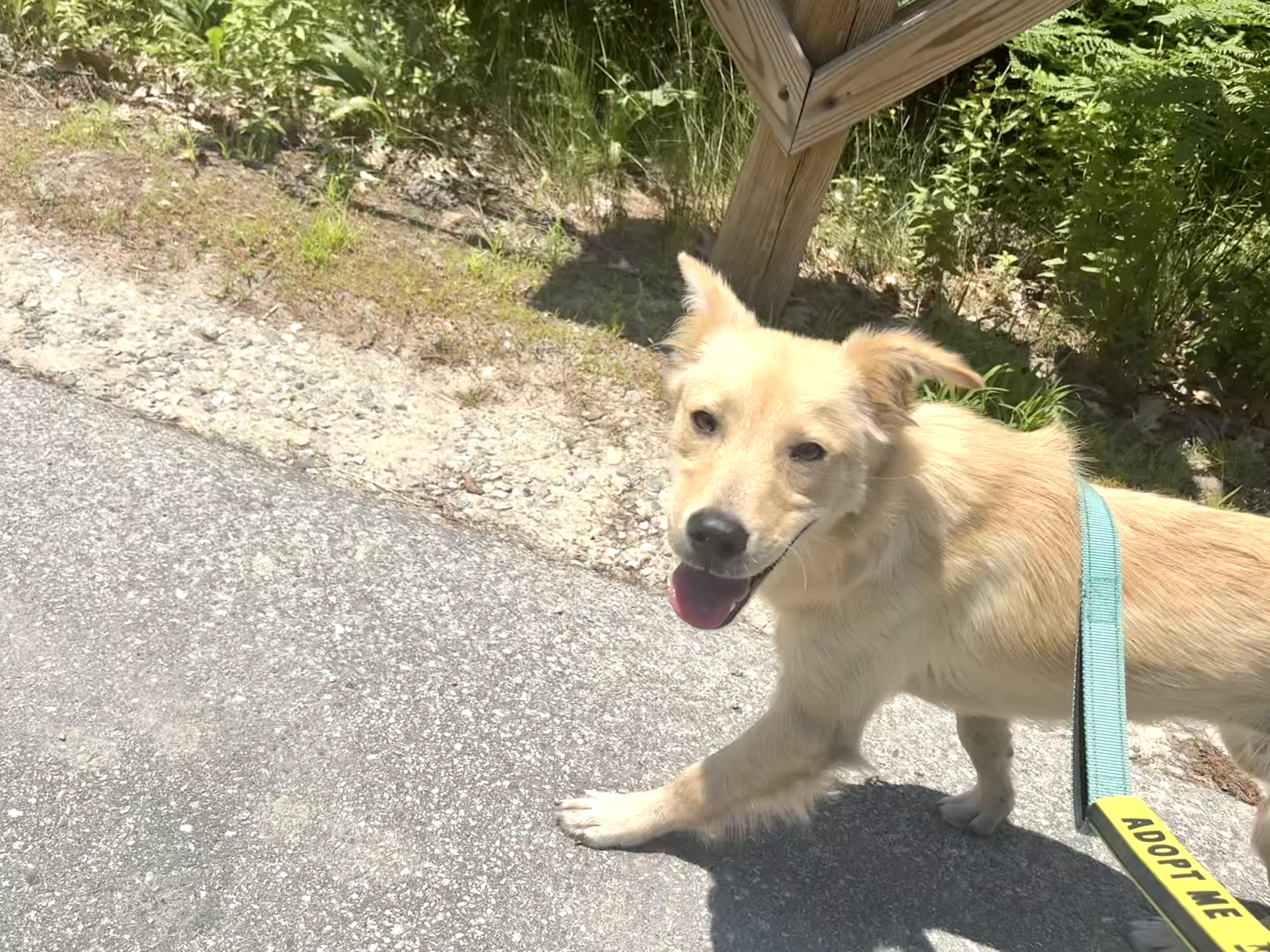 Liberty "Bertie", an adopted mixed breed in Weare, NH image 5/6