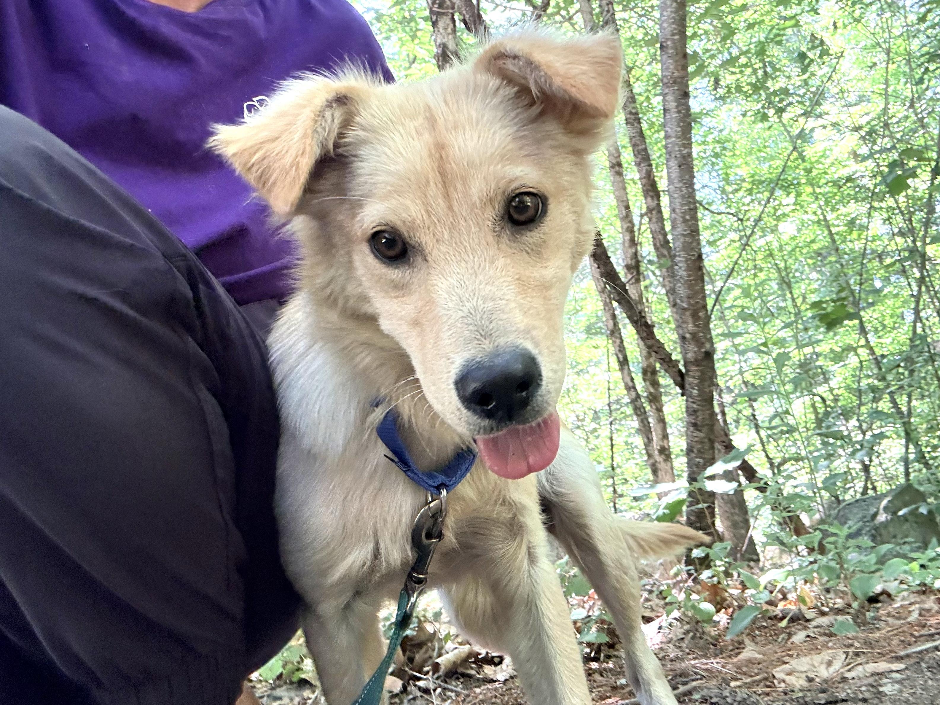 Liberty "Bertie", an adopted mixed breed in Weare, NH image 3/6
