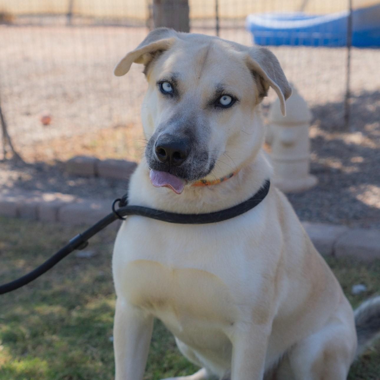 Jack Frost, Adoptable, Adult Male Labrador Retriever & Husky.