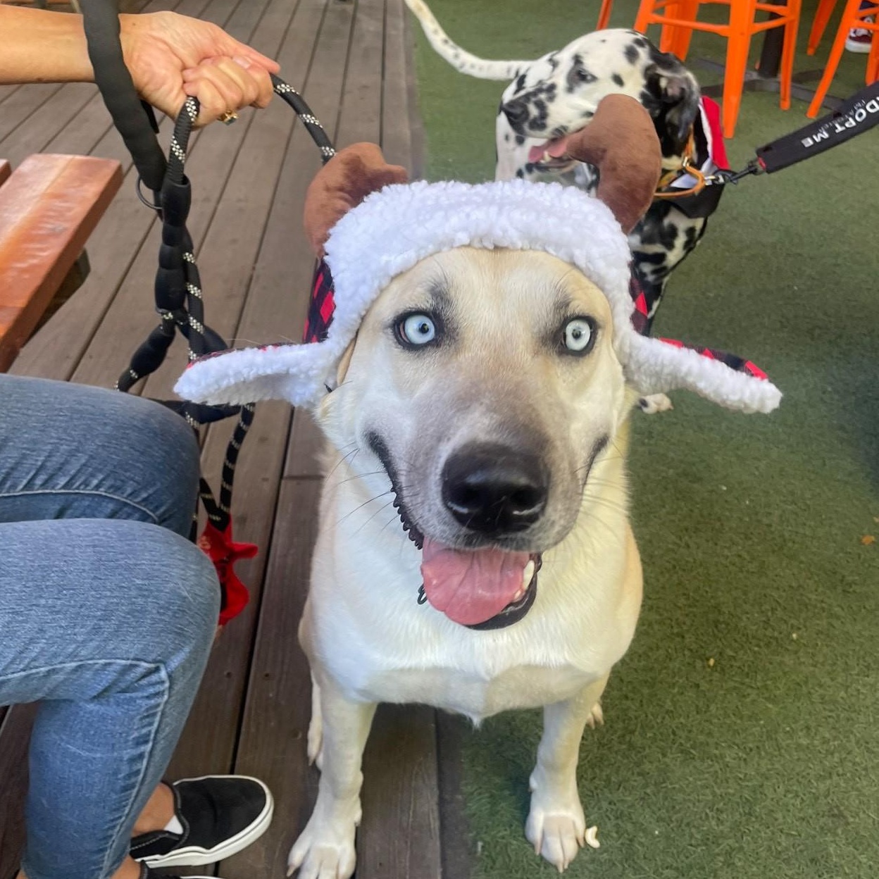 Jack Frost, Adoptable, Adult Male Labrador Retriever & Husky.