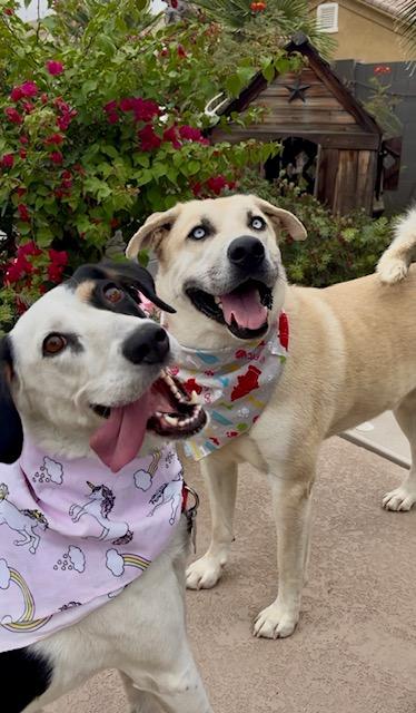 Enlarge Jack Frost, a Adoptable mixed breed in Gilbert, AZ image 3/6