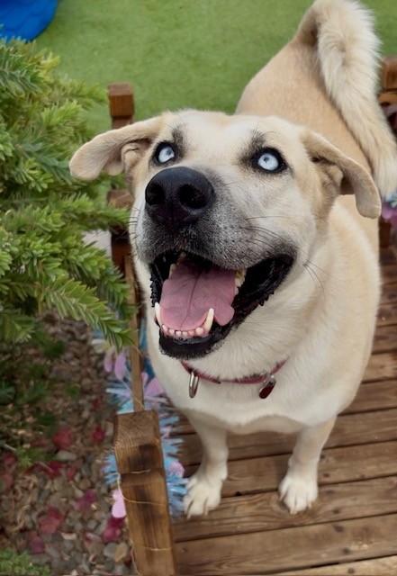 Jack Frost, Adoptable, Adult Male Labrador Retriever & Husky.