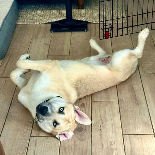 Enlarge Jack Frost, a Adoptable mixed breed in Gilbert, AZ image 5/6