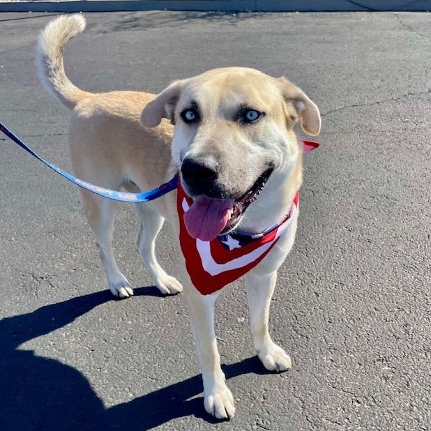 Enlarge Jack Frost, a Adoptable mixed breed in Gilbert, AZ image 4/6