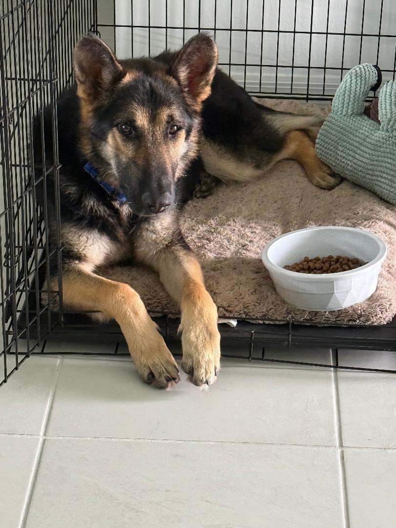 Bravo, Adoptable, Adult Male German Shepherd Dog.