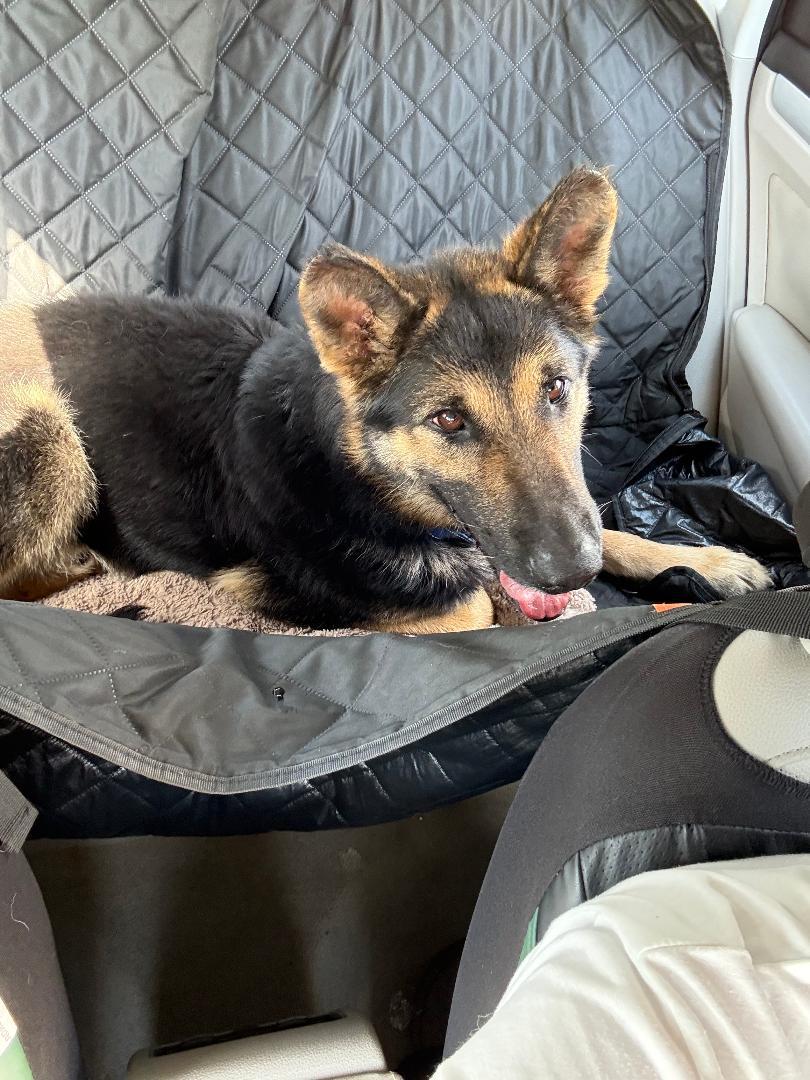 Enlarge Bravo, a Adoptable German Shepherd Dog in Bradenton, FL image 2/6