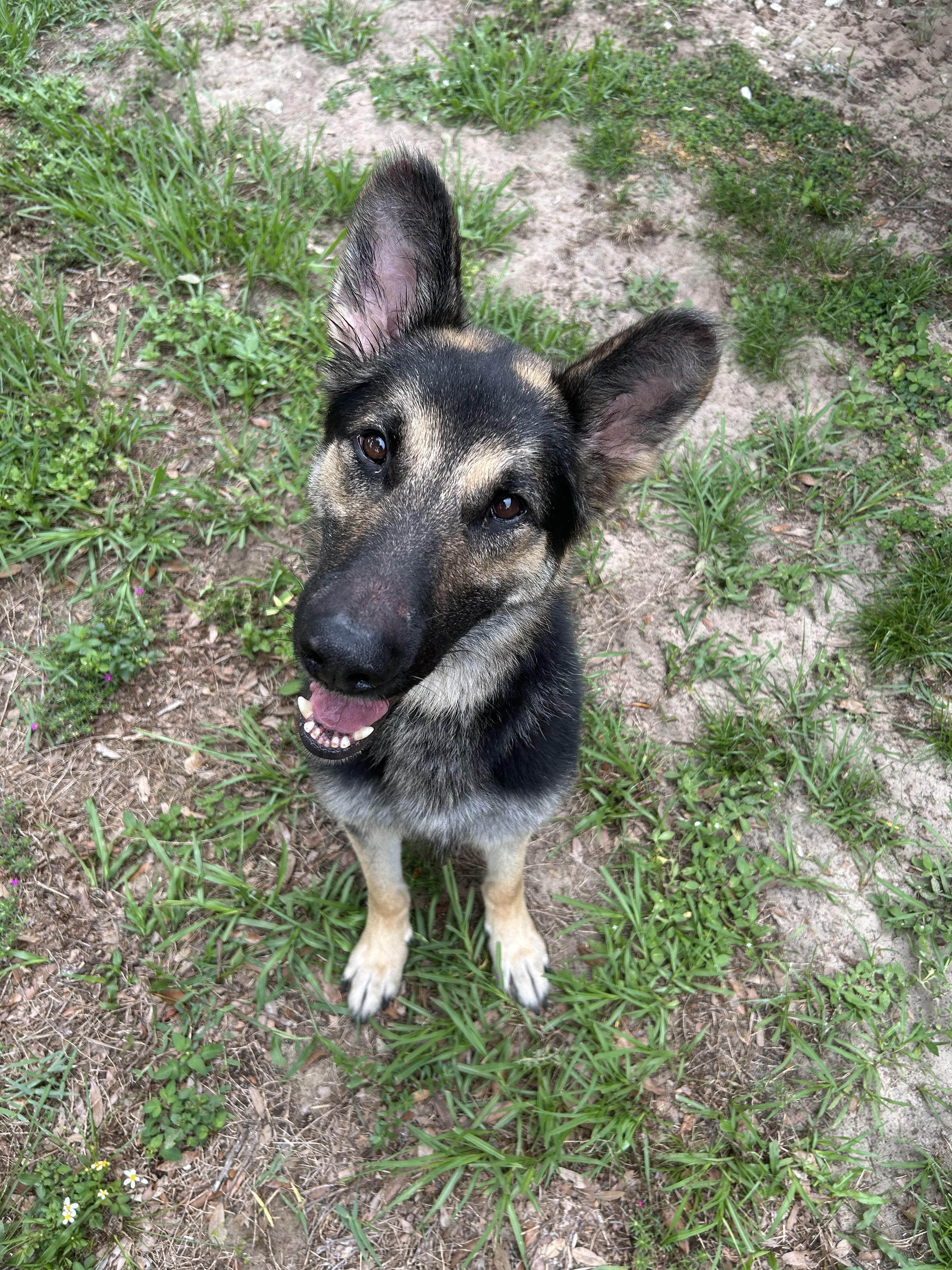Bravo, Adoptable, Adult Male German Shepherd Dog.