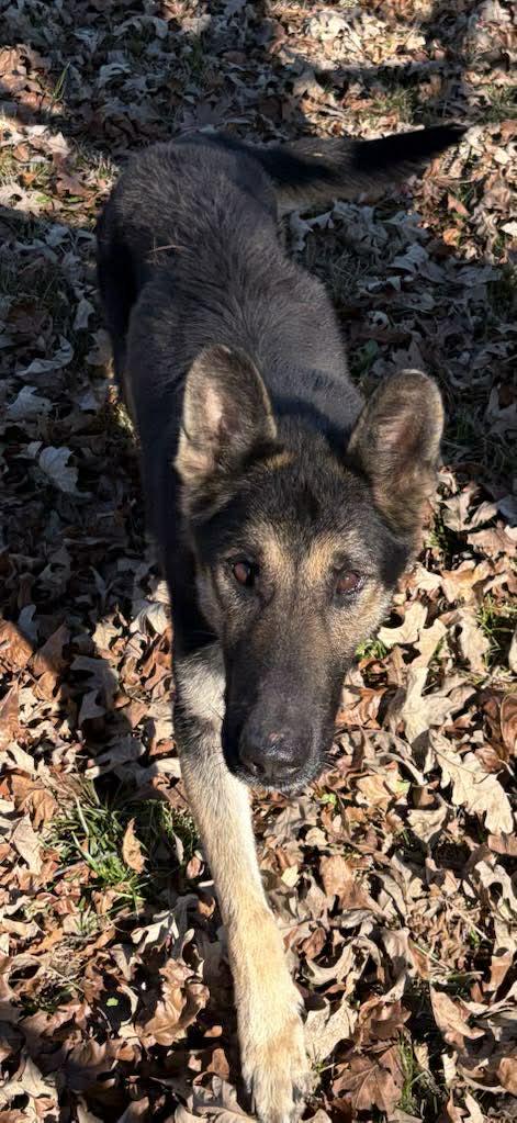Enlarge Bravo, a Adoptable German Shepherd Dog in Bradenton, FL image 1/3
