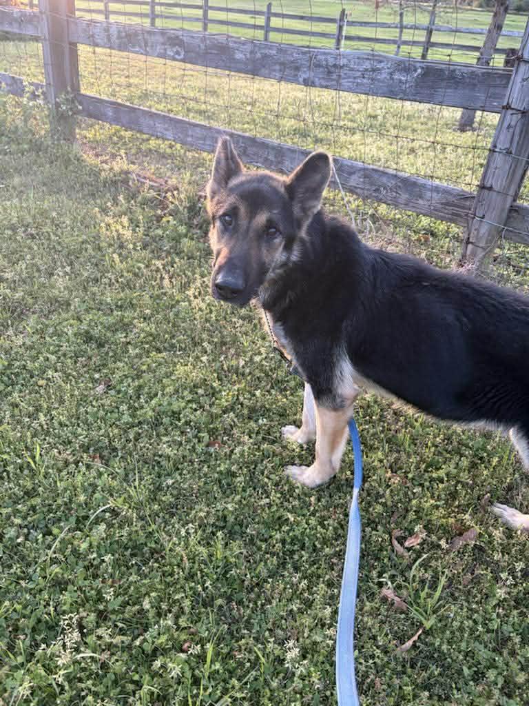 Bravo, Adoptable, Adult Male German Shepherd Dog.