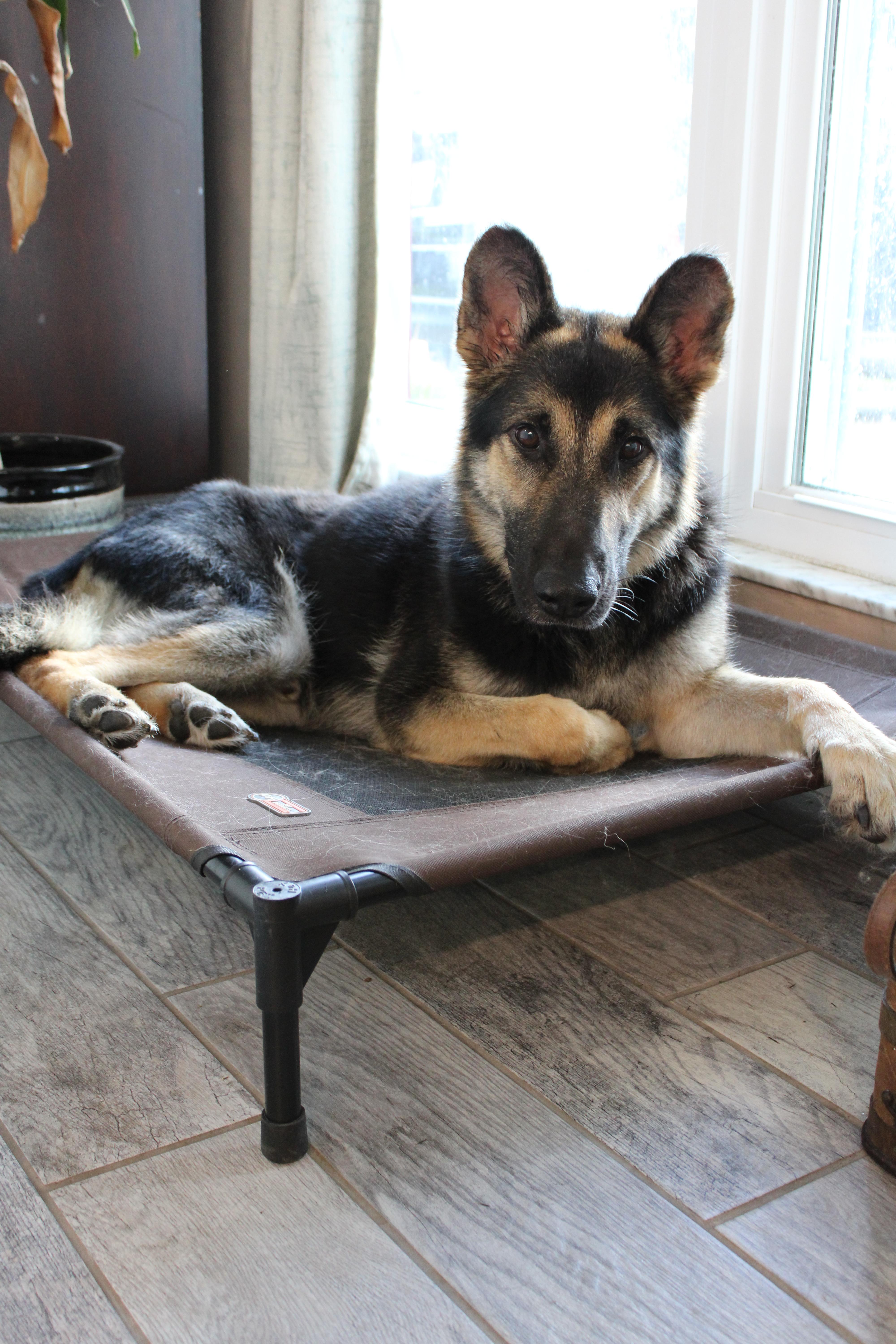 Enlarge Bravo, a Adoptable German Shepherd Dog in Bradenton, FL image 2/6