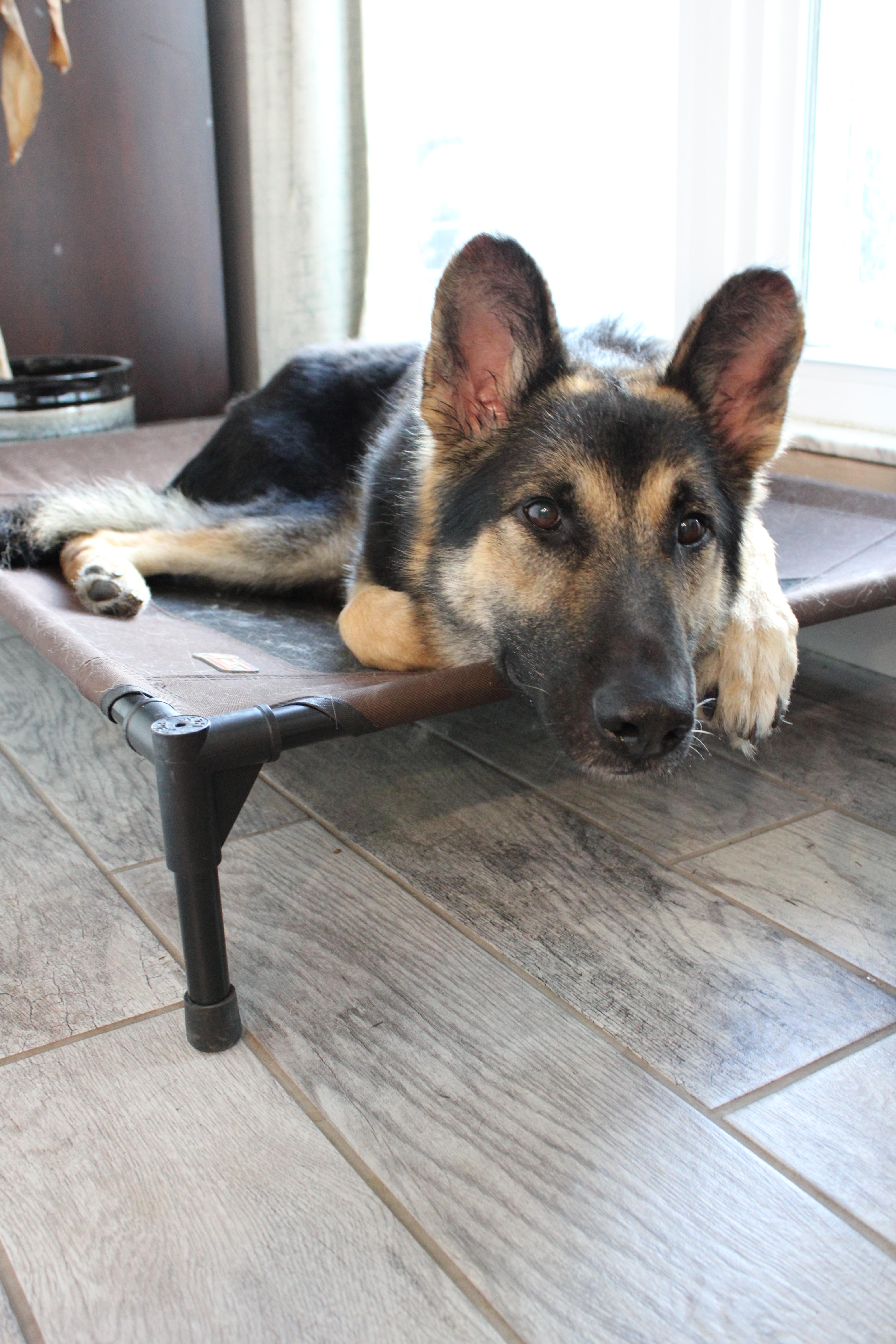 Enlarge Bravo, a Adoptable German Shepherd Dog in Bradenton, FL image 3/6