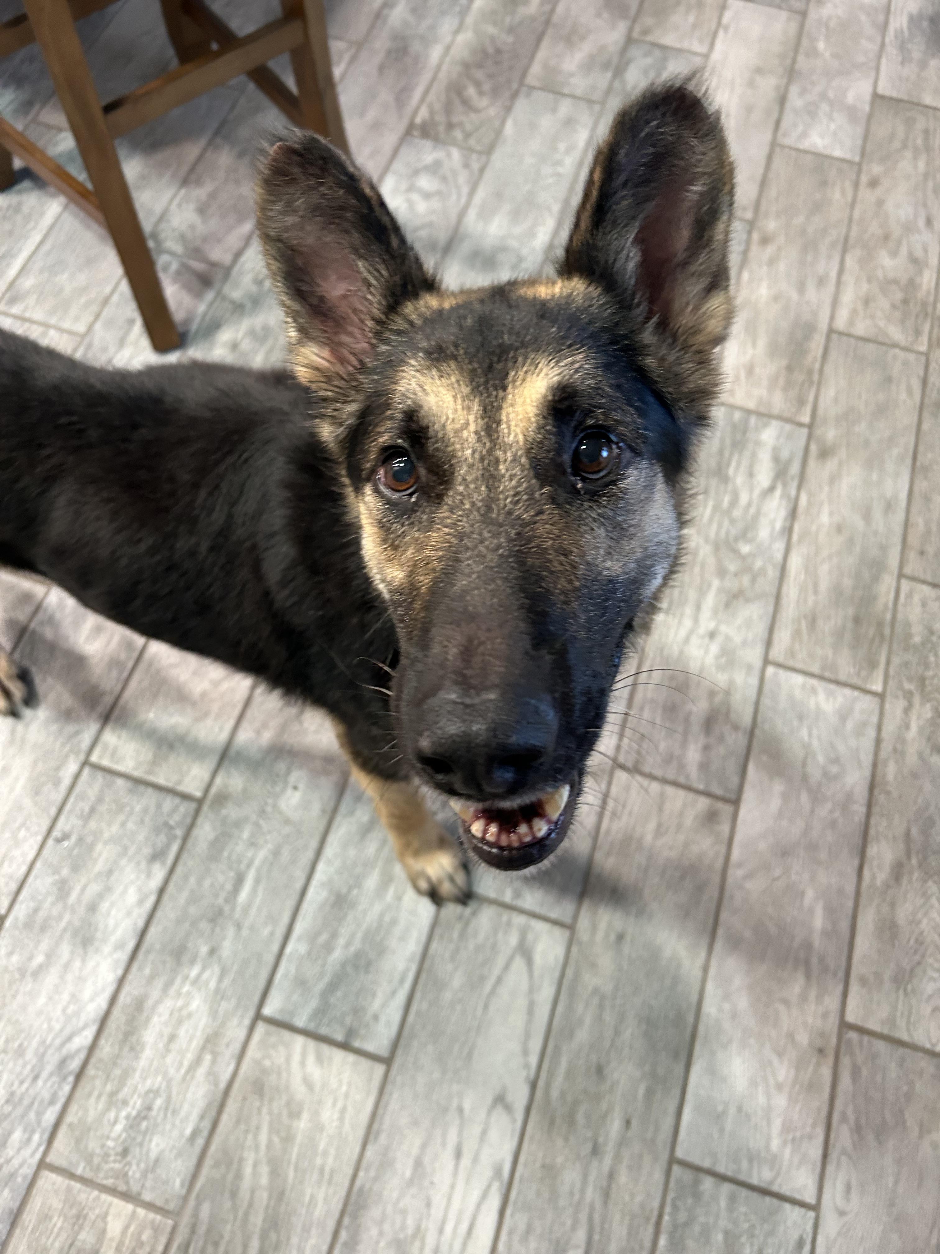 Enlarge Bravo, a Adoptable German Shepherd Dog in Bradenton, FL image 4/6