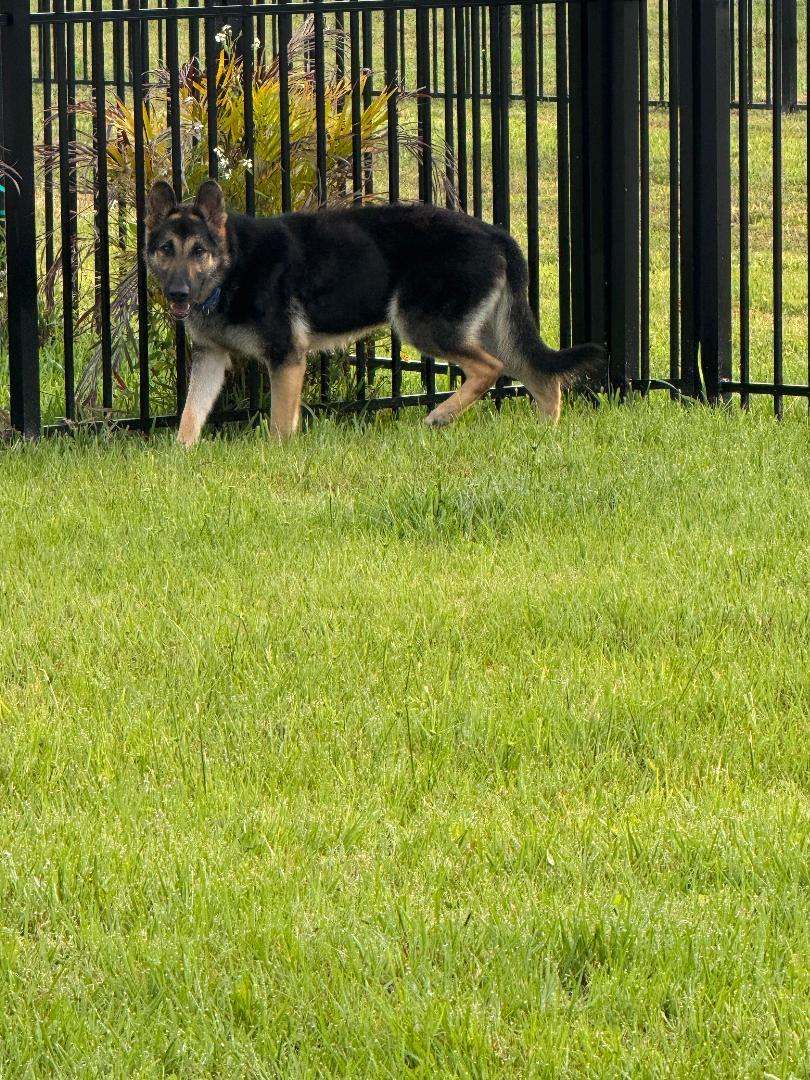 Enlarge Bravo, a Adoptable German Shepherd Dog in Bradenton, FL image 4/6
