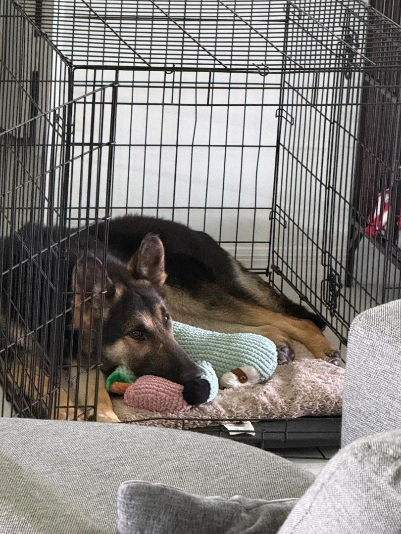 Enlarge Bravo, a Adoptable German Shepherd Dog in Bradenton, FL image 5/6