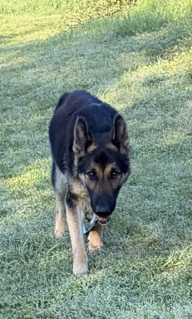 Enlarge Bravo, a Adoptable German Shepherd Dog in Bradenton, FL image 2/3