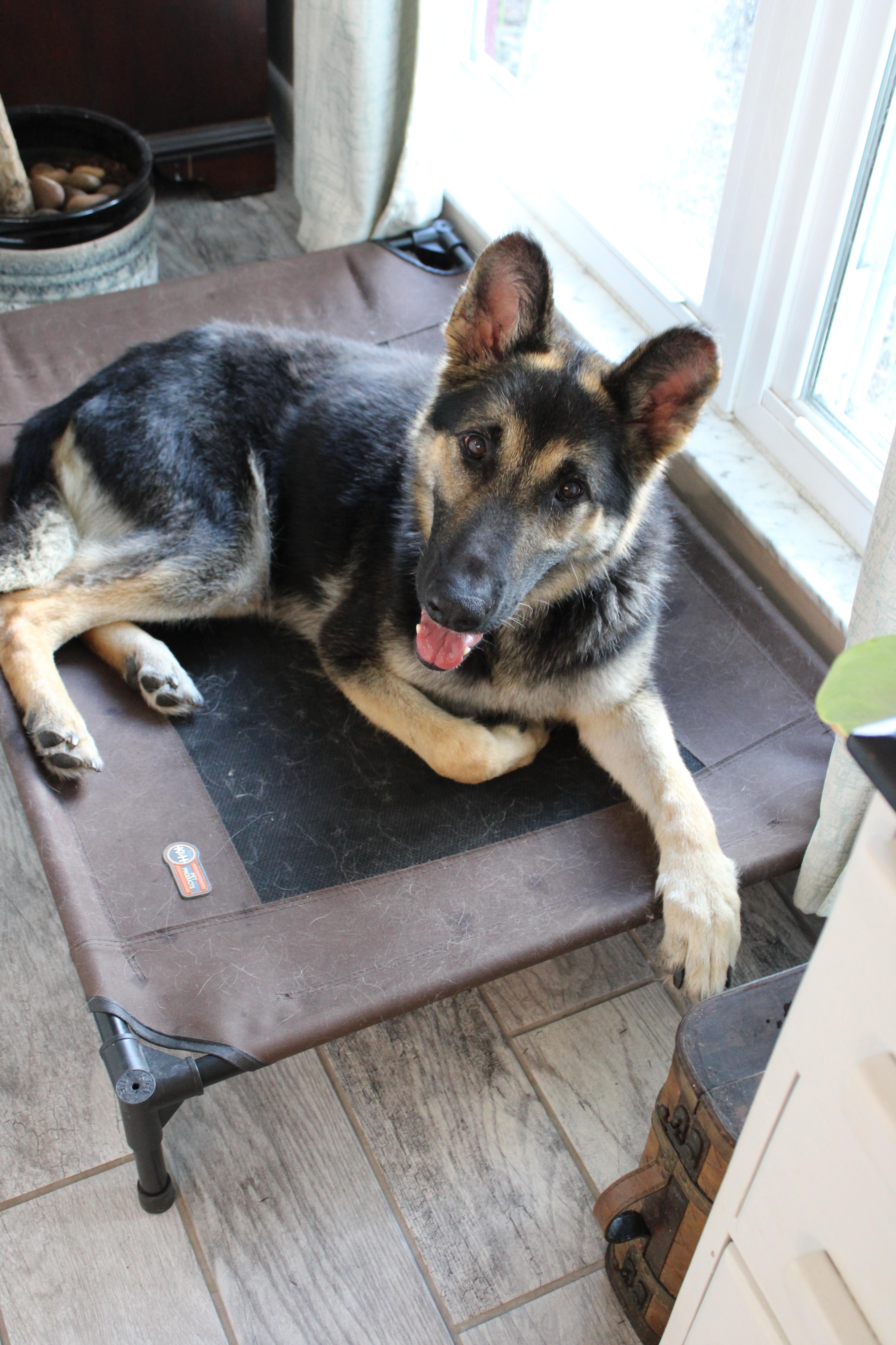 Enlarge Bravo, a Adoptable German Shepherd Dog in Bradenton, FL image 5/6
