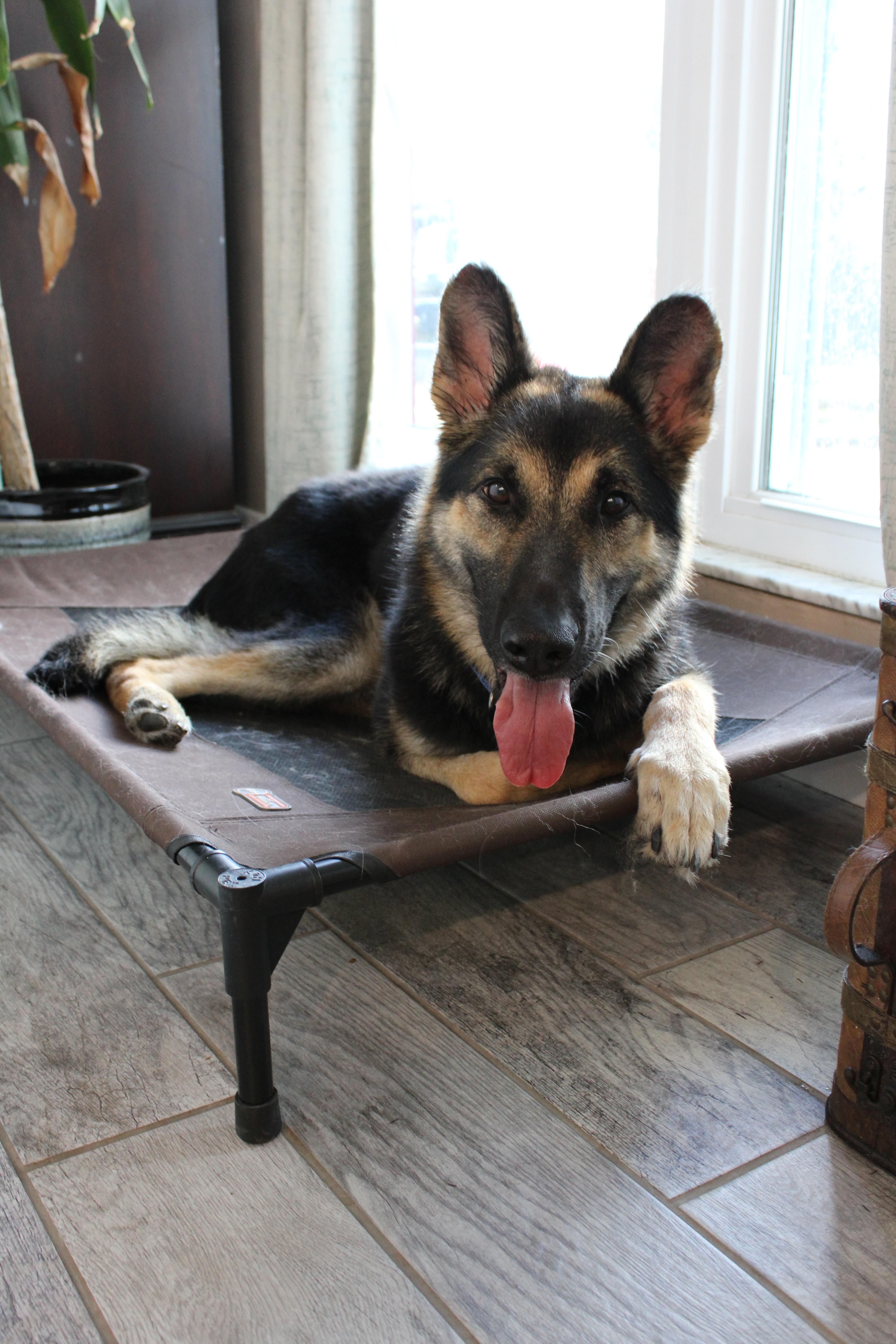 Enlarge Bravo, a Adoptable German Shepherd Dog in Bradenton, FL image 6/6