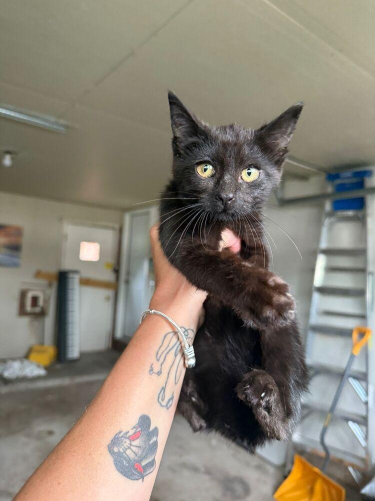 McMuffin, Adoptable, Kitten Female Domestic Short Hair.