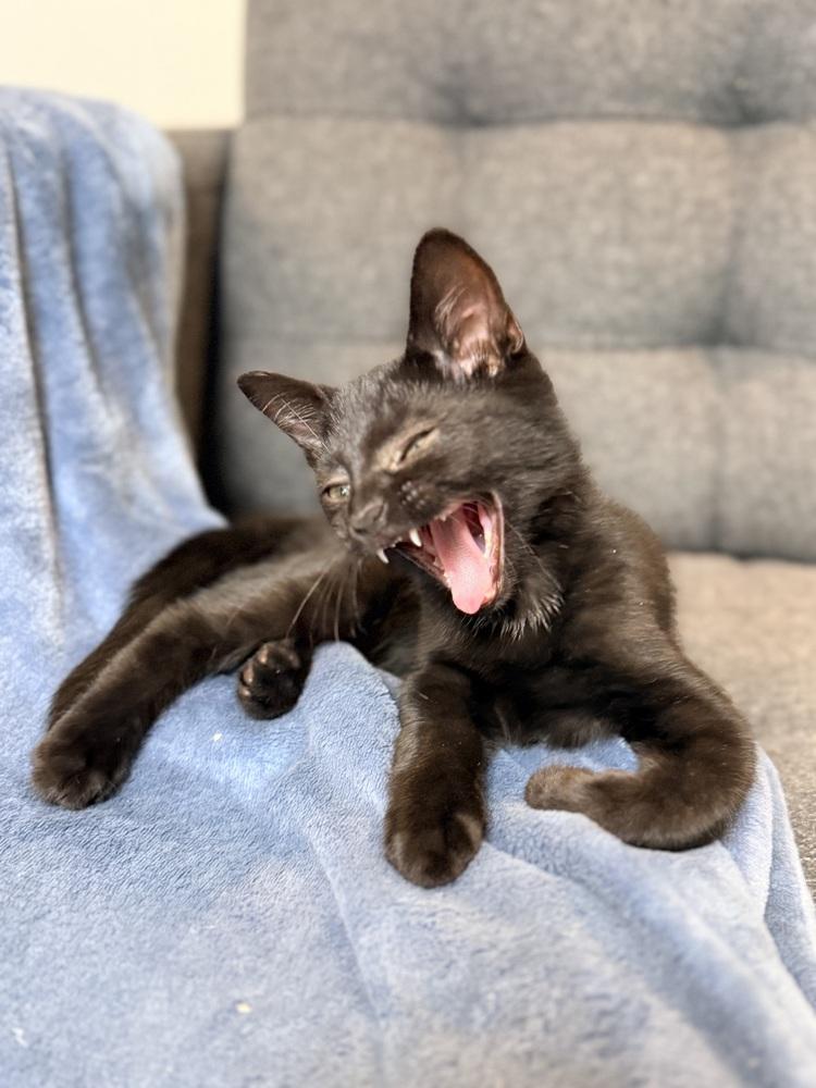 Wrecker, a Adoptable Domestic Short Hair in Springdale, PA image 1/6