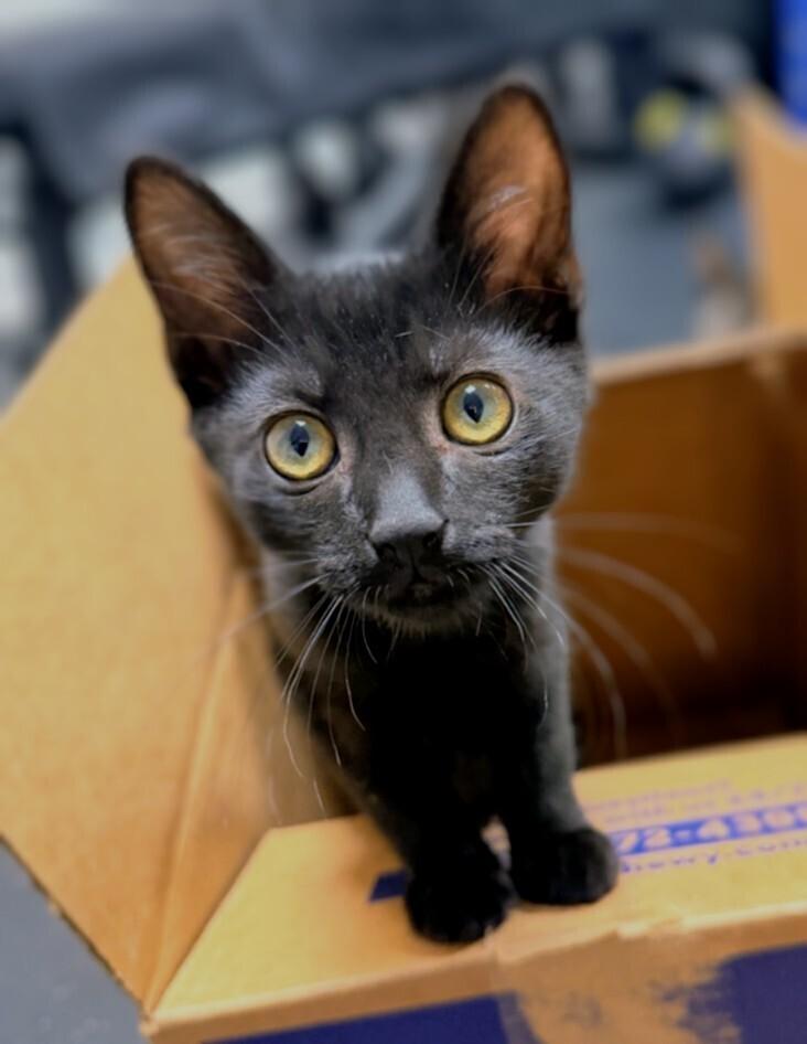 Wrecker, a Adoptable Domestic Short Hair in Springdale, PA image 2/6