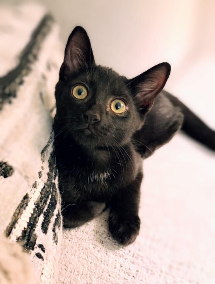 Wrecker, a Adoptable Domestic Short Hair in Springdale, PA image 3/6