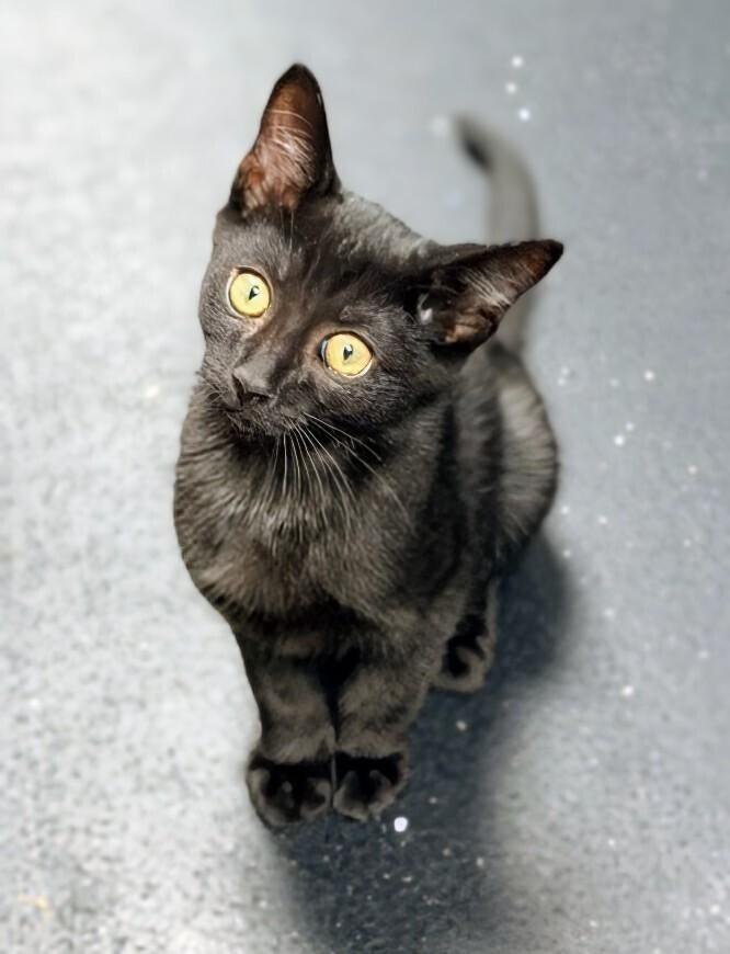 Wrecker, a Adoptable Domestic Short Hair in Springdale, PA image 4/6