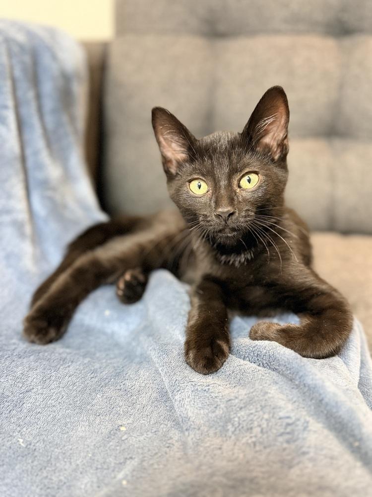 Wrecker, a Adoptable Domestic Short Hair in Springdale, PA image 6/6