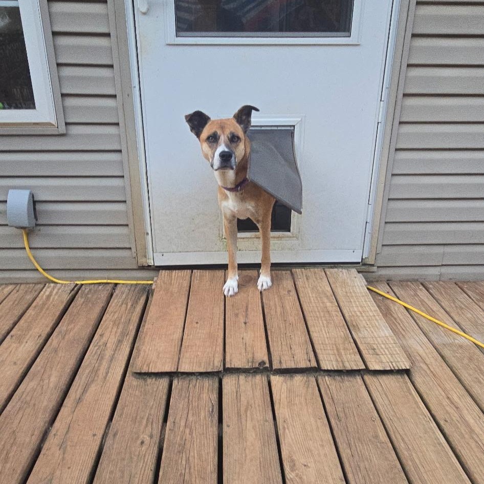 Marilyn, a Adoptable mixed breed in Newfoundland, NJ image 2/3
