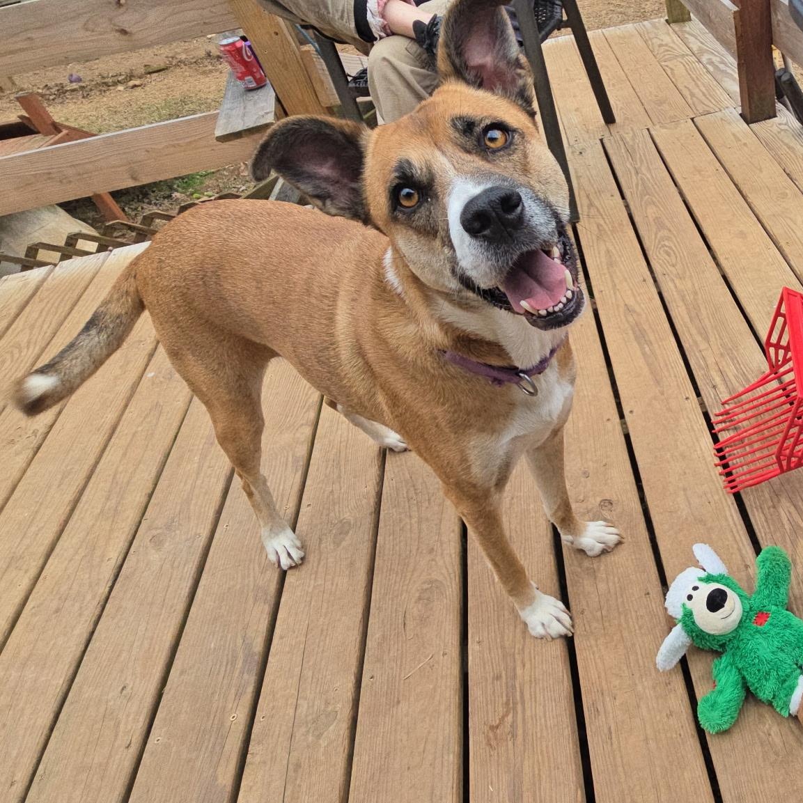 Marilyn, Adoptable, Adult Female Shepherd & Black Mouth Cur.