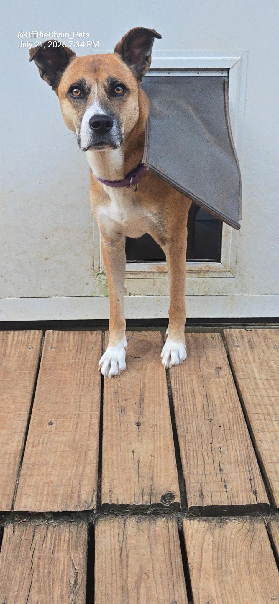 Marilyn, a Adoptable mixed breed in Newfoundland, NJ image 3/3