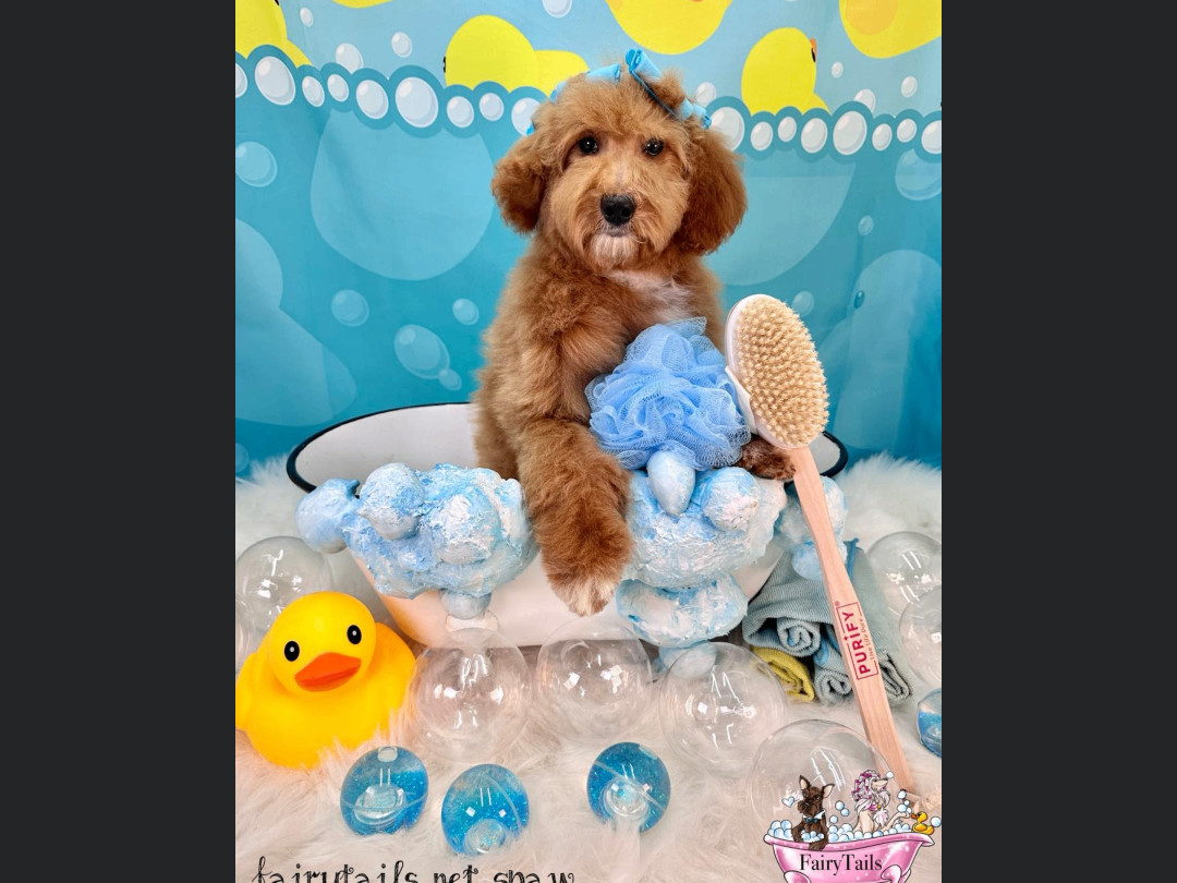 Dorothy , an adopted Goldendoodle Mix in Winchester, KY_image-1