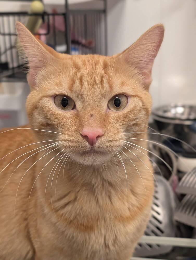 Cheetos, Adoptable, Adult Male Domestic Short Hair & Tabby.