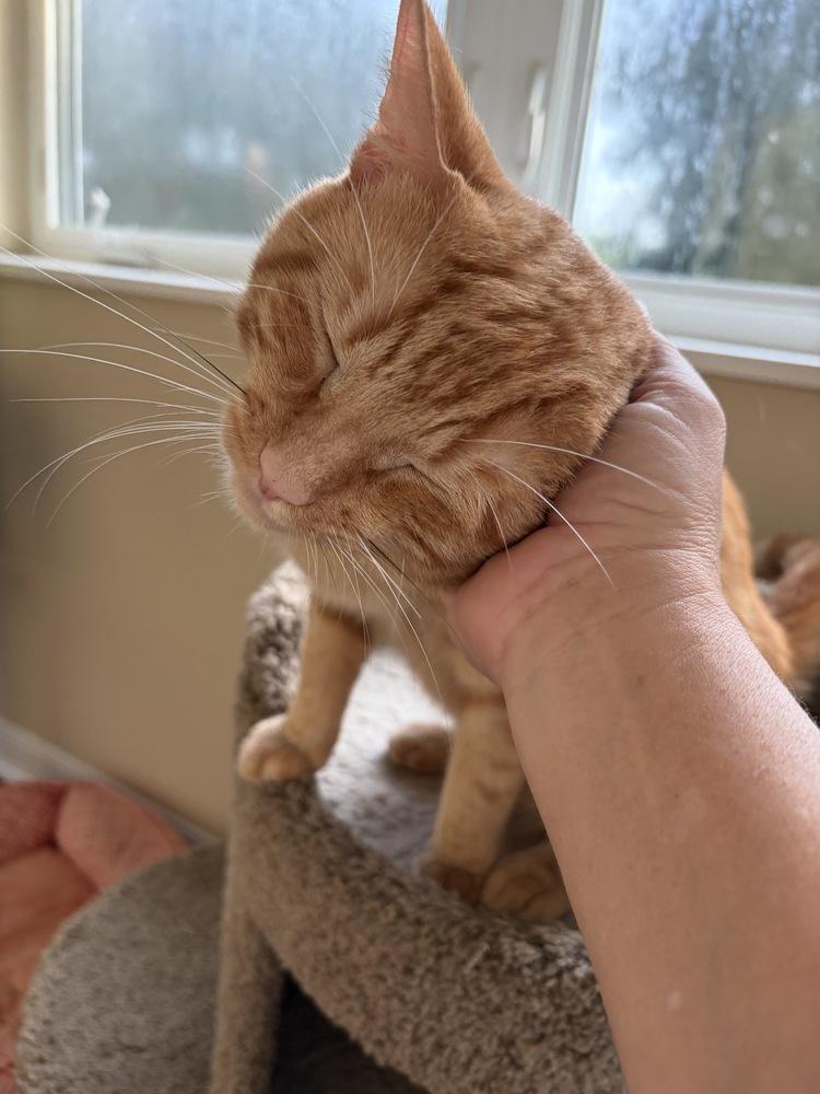 Enlarge Cheetos, a Adoptable mixed breed in Orlando, FL image 3/6