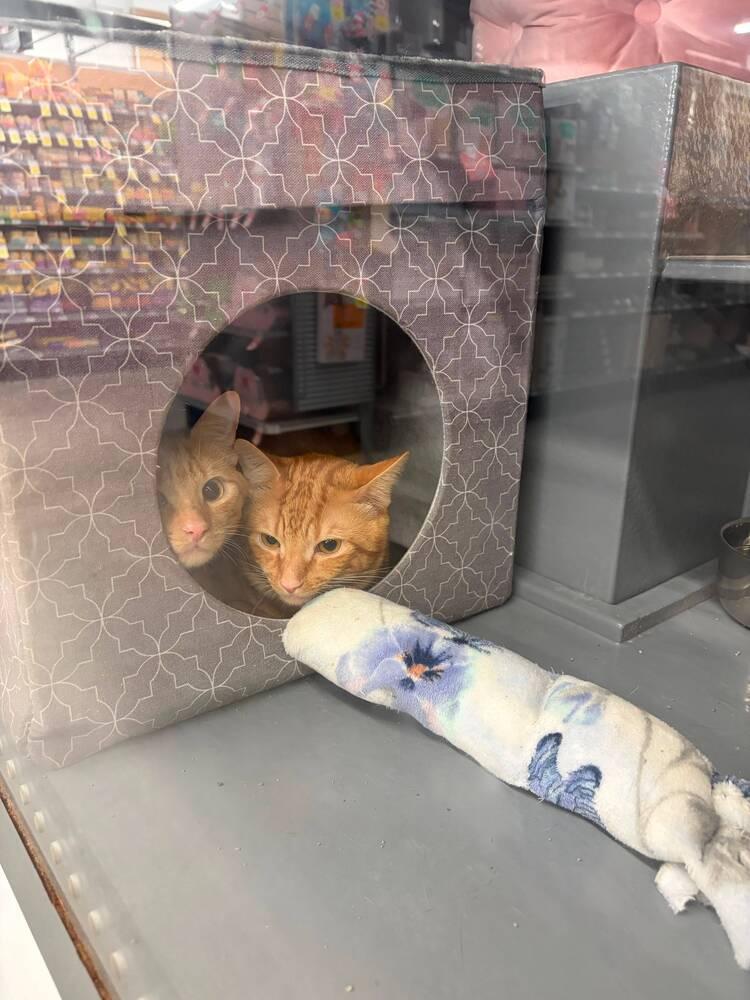 Enlarge Cheetos, a Adoptable mixed breed in Orlando, FL image 4/6