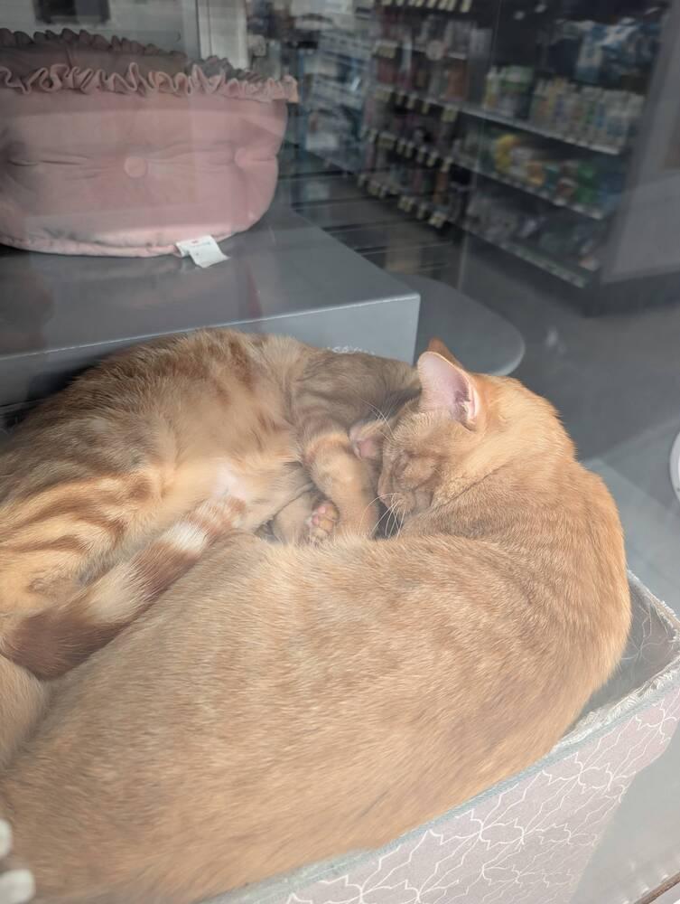 Enlarge Cheetos, a Adoptable mixed breed in Orlando, FL image 6/6