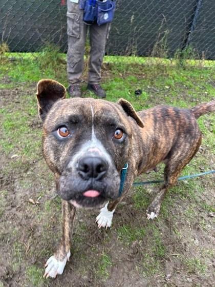 Bounty, Adoptable, Adult Female Boxer & American Staffordshire Terrier.