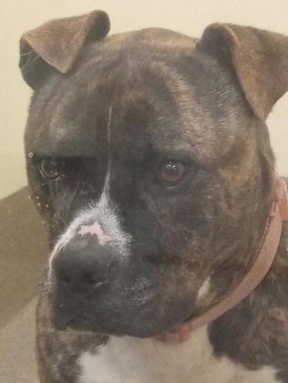 Bounty, a Adoptable mixed breed in Everett, WA image 2/2