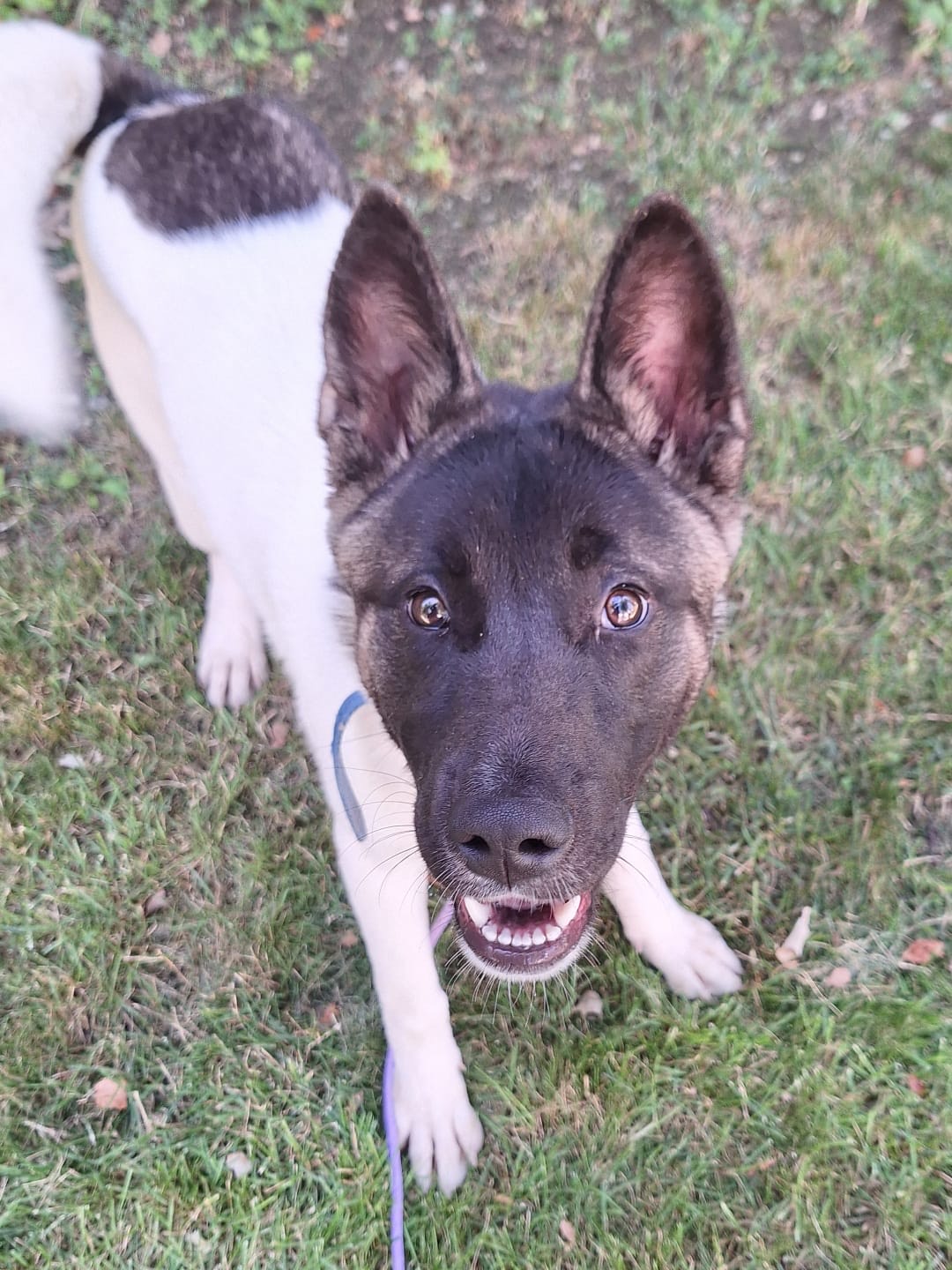 Enlarge Ombre & Margarita, a Adoptable Akita in San Francisco, CA image 3/4