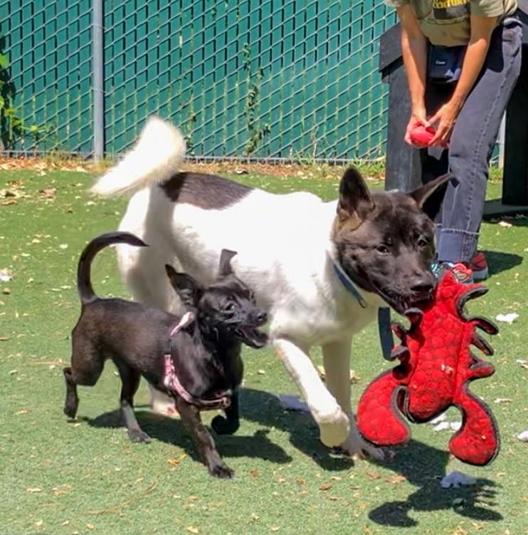 Ombre & Margarita, Adoptable, Young Female Akita.