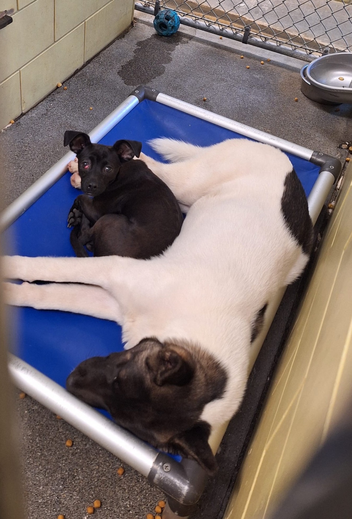 Enlarge Ombre & Margarita, a Adoptable Akita in San Francisco, CA image 2/4