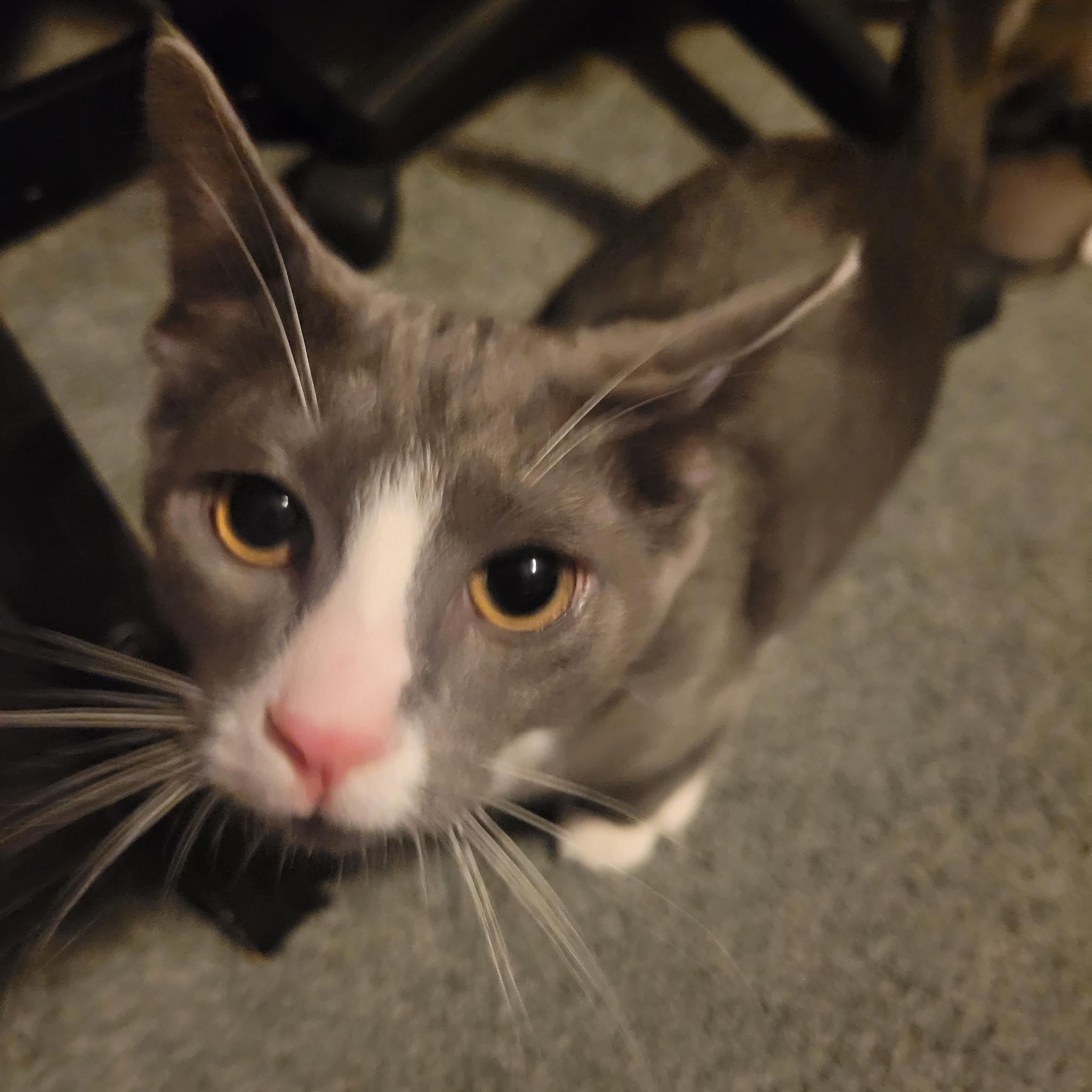 Enlarge Liv, a Adoptable Domestic Short Hair in Garden City, MI image 3/3
