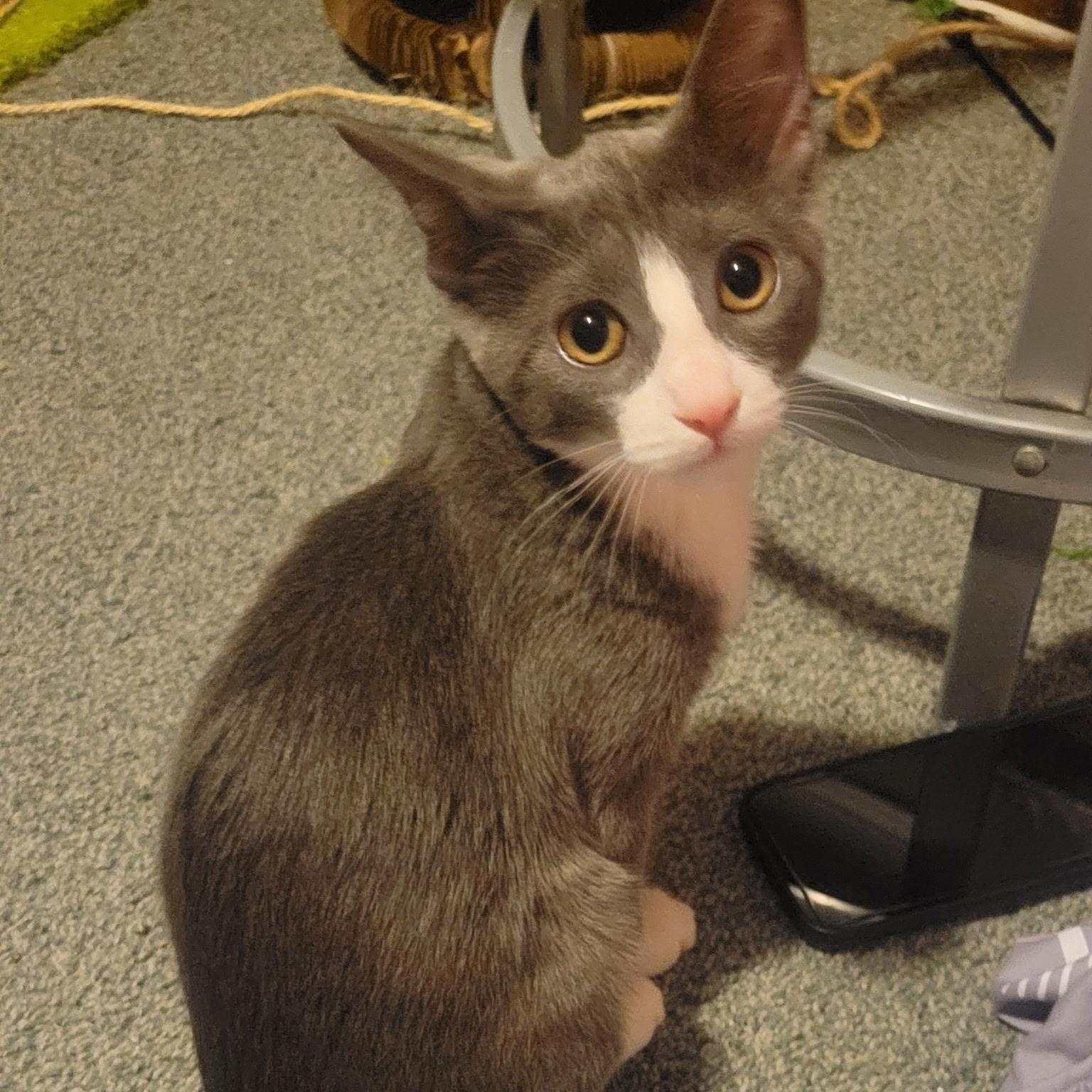 Liv, ADOPTABLE, Kitten Female Domestic Short Hair.