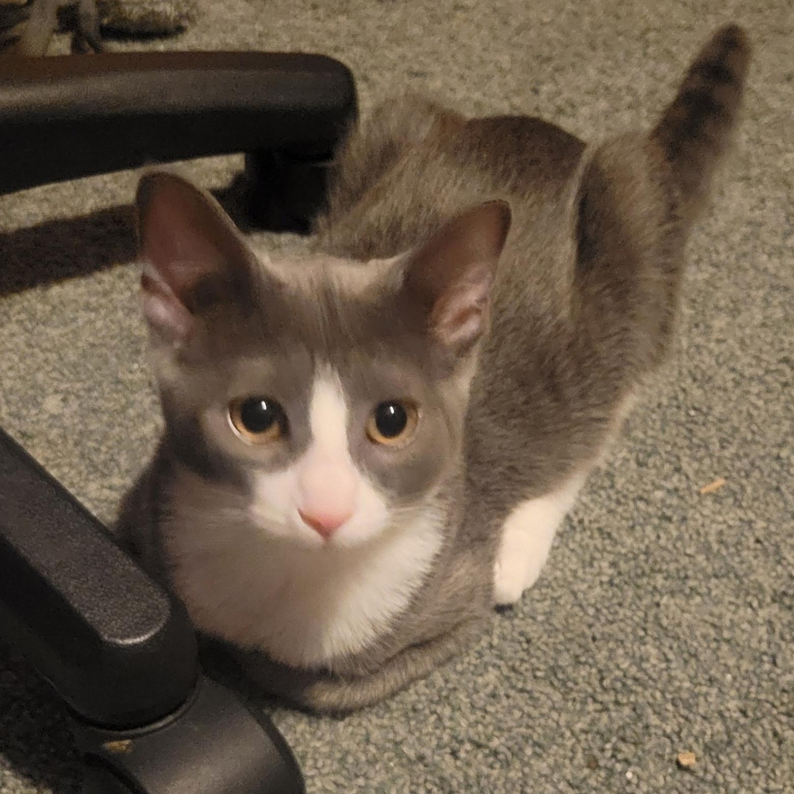 Enlarge Liv, a Adoptable Domestic Short Hair in Garden City, MI image 2/3