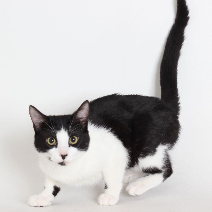 Bert, a Adoptable Domestic Short Hair in Redding, CA image 1/2